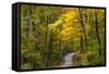 Scenic Road Through Autumn Forest Indiana, USA-Chuck Haney-Framed Stretched Canvas