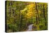 Scenic Road Through Autumn Forest Indiana, USA-Chuck Haney-Stretched Canvas