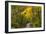 Scenic Road Through Autumn Forest Indiana, USA-Chuck Haney-Framed Photographic Print