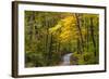 Scenic Road Through Autumn Forest Indiana, USA-Chuck Haney-Framed Photographic Print