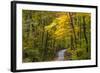 Scenic Road Through Autumn Forest Indiana, USA-Chuck Haney-Framed Photographic Print