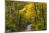 Scenic Road Through Autumn Forest Indiana, USA-Chuck Haney-Mounted Photographic Print