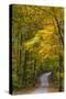 Scenic Road Through Autumn Forest Indiana, USA-Chuck Haney-Stretched Canvas