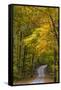 Scenic Road Through Autumn Forest Indiana, USA-Chuck Haney-Framed Stretched Canvas