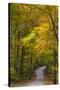Scenic Road Through Autumn Forest Indiana, USA-Chuck Haney-Stretched Canvas