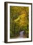 Scenic Road Through Autumn Forest Indiana, USA-Chuck Haney-Framed Premium Photographic Print