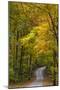 Scenic Road Through Autumn Forest Indiana, USA-Chuck Haney-Mounted Premium Photographic Print