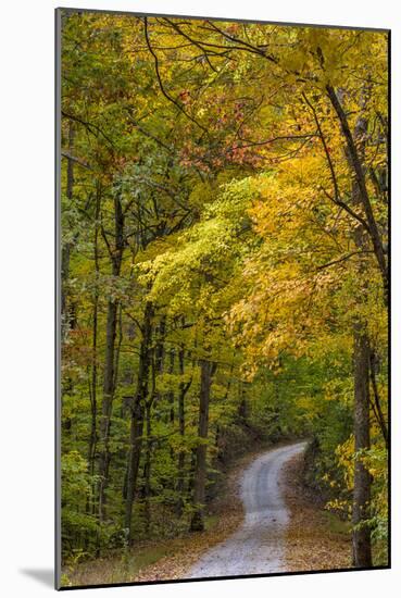 Scenic Road Through Autumn Forest Indiana, USA-Chuck Haney-Mounted Photographic Print