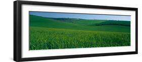 Scenic view of a field, South Downs, South Downs National Park, Sussex, England-null-Framed Photographic Print