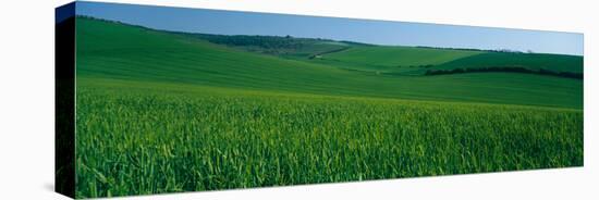 Scenic view of a field, South Downs, South Downs National Park, Sussex, England-null-Stretched Canvas