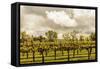 Scenic View Of A Trellised Vineyard In Alexander Valley-Ron Koeberer-Framed Stretched Canvas