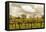 Scenic View Of A Trellised Vineyard In Alexander Valley-Ron Koeberer-Framed Stretched Canvas