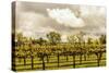 Scenic View Of A Trellised Vineyard In Alexander Valley-Ron Koeberer-Stretched Canvas