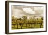 Scenic View Of A Trellised Vineyard In Alexander Valley-Ron Koeberer-Framed Photographic Print