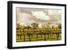 Scenic View Of A Trellised Vineyard In Alexander Valley-Ron Koeberer-Framed Photographic Print