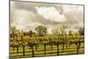Scenic View Of A Trellised Vineyard In Alexander Valley-Ron Koeberer-Mounted Photographic Print