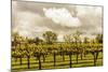 Scenic View Of A Trellised Vineyard In Alexander Valley-Ron Koeberer-Mounted Photographic Print