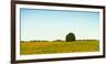 Scenic view of lone tree in canola field, Ontario, Canada-null-Framed Photographic Print