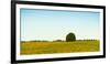 Scenic view of lone tree in canola field, Ontario, Canada-null-Framed Photographic Print