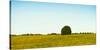 Scenic view of lone tree in canola field, Ontario, Canada-null-Stretched Canvas