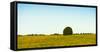Scenic view of lone tree in canola field, Ontario, Canada-null-Framed Stretched Canvas