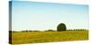 Scenic view of lone tree in canola field, Ontario, Canada-null-Stretched Canvas