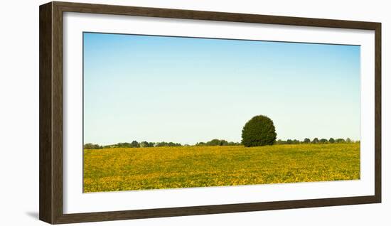 Scenic view of lone tree in canola field, Ontario, Canada-null-Framed Photographic Print