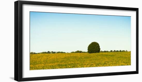 Scenic view of lone tree in canola field, Ontario, Canada-null-Framed Photographic Print