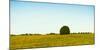 Scenic view of lone tree in canola field, Ontario, Canada-null-Mounted Photographic Print