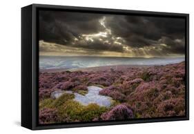 Scenic View of Moorland Habitat Showing Flowering Heather in Foreground, Peak District Np-Ben Hall-Framed Stretched Canvas