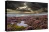 Scenic View of Moorland Habitat Showing Flowering Heather in Foreground, Peak District Np-Ben Hall-Stretched Canvas
