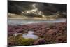 Scenic View of Moorland Habitat Showing Flowering Heather in Foreground, Peak District Np-Ben Hall-Mounted Photographic Print