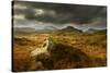 Scenic View of Moorland Landscape from Blackbeck Tarn, Lake District Np, Cumbria, UK-Ben Hall-Stretched Canvas