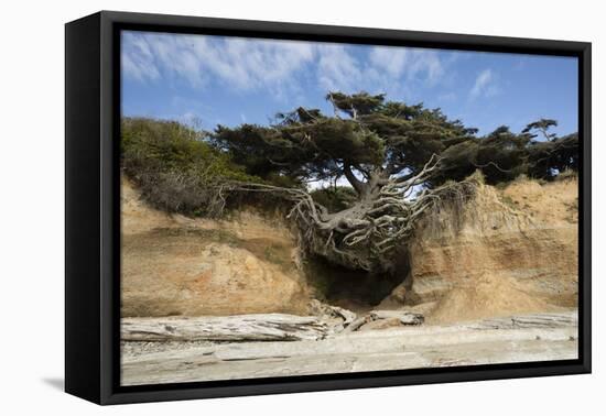 Scenic view of tree of life, Kalaloch, Olympic National Park, Jefferson County, Washington State...-Panoramic Images-Framed Stretched Canvas