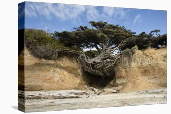 Scenic view of tree of life, Kalaloch, Olympic National Park, Jefferson County, Washington State...-Panoramic Images-Stretched Canvas