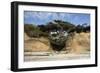 Scenic view of tree of life, Kalaloch, Olympic National Park, Jefferson County, Washington State...-Panoramic Images-Framed Photographic Print