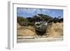 Scenic view of tree of life, Kalaloch, Olympic National Park, Jefferson County, Washington State...-Panoramic Images-Framed Photographic Print