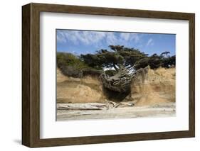 Scenic view of tree of life, Kalaloch, Olympic National Park, Jefferson County, Washington State...-Panoramic Images-Framed Photographic Print