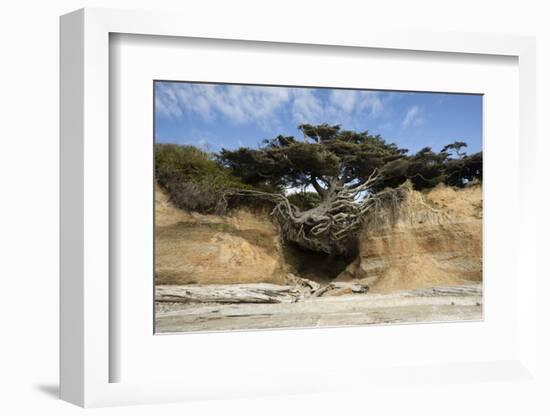 Scenic view of tree of life, Kalaloch, Olympic National Park, Jefferson County, Washington State...-Panoramic Images-Framed Photographic Print