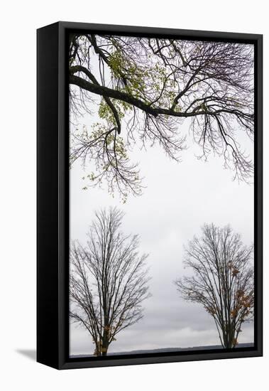 Scenic view of trees, Chautauqua Lake, Chautauqua Institution Historic District, Chautauqua, Wes...-Panoramic Images-Framed Stretched Canvas