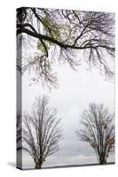 Scenic view of trees, Chautauqua Lake, Chautauqua Institution Historic District, Chautauqua, Wes...-Panoramic Images-Stretched Canvas