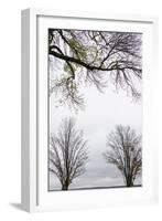 Scenic view of trees, Chautauqua Lake, Chautauqua Institution Historic District, Chautauqua, Wes...-Panoramic Images-Framed Photographic Print