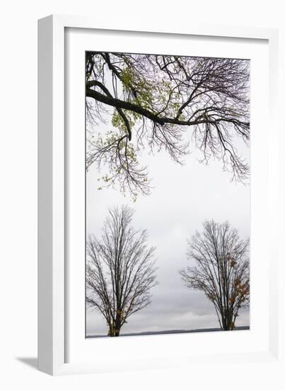 Scenic view of trees, Chautauqua Lake, Chautauqua Institution Historic District, Chautauqua, Wes...-Panoramic Images-Framed Photographic Print