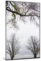 Scenic view of trees, Chautauqua Lake, Chautauqua Institution Historic District, Chautauqua, Wes...-Panoramic Images-Mounted Photographic Print