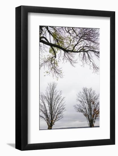 Scenic view of trees, Chautauqua Lake, Chautauqua Institution Historic District, Chautauqua, Wes...-Panoramic Images-Framed Photographic Print