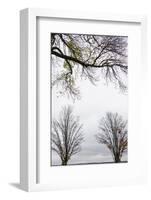 Scenic view of trees, Chautauqua Lake, Chautauqua Institution Historic District, Chautauqua, Wes...-Panoramic Images-Framed Photographic Print
