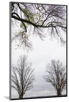 Scenic view of trees, Chautauqua Lake, Chautauqua Institution Historic District, Chautauqua, Wes...-Panoramic Images-Mounted Photographic Print