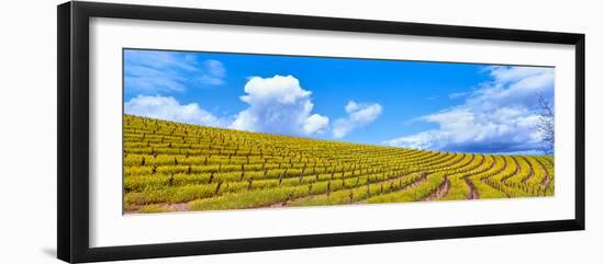 Scenic view of vineyard in springtime, Napa Valley, Napa County, California, USA-null-Framed Photographic Print