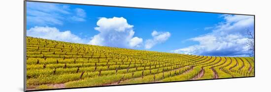 Scenic view of vineyard in springtime, Napa Valley, Napa County, California, USA-null-Mounted Photographic Print