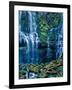 Scenic view of waterfall in a forest, Lower Proxy Falls, Three Sisters Wilderness, Willamette Na...-null-Framed Photographic Print